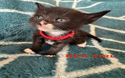 Mixed Breed cats for sale: Loving lots - Image 7