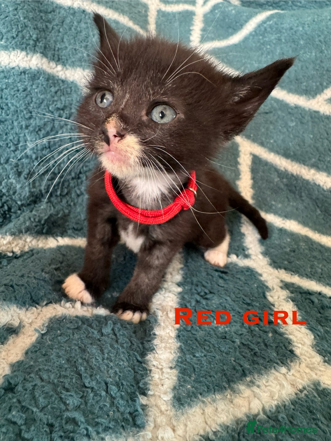 Mixed Breed cats for sale: Loving lots - Image 7