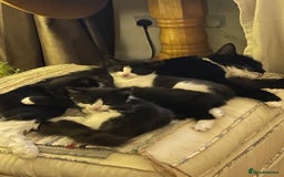 Mixed Breed cats for sale: Part main coon kittens  - Image 7