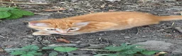 Mixed Breed cats for sale: Kitten in Shrewsbury - Advert 2