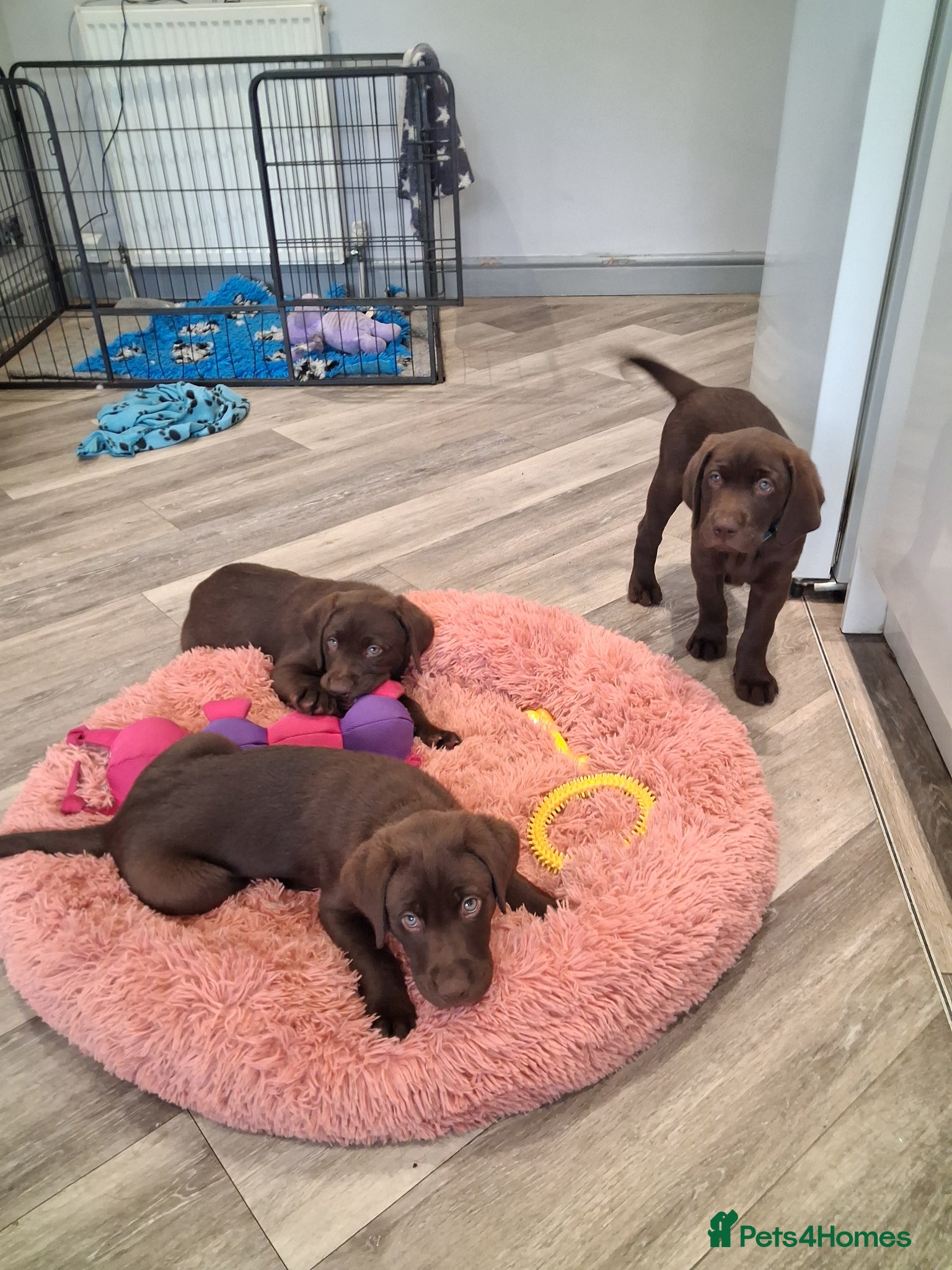 Labrador Retriever dogs KC Registered Chocolate Lab Pups - Advert 1