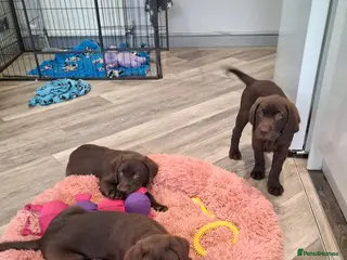 Labrador Retriever dogs KC Registered Chocolate Lab Pups - Advert 1