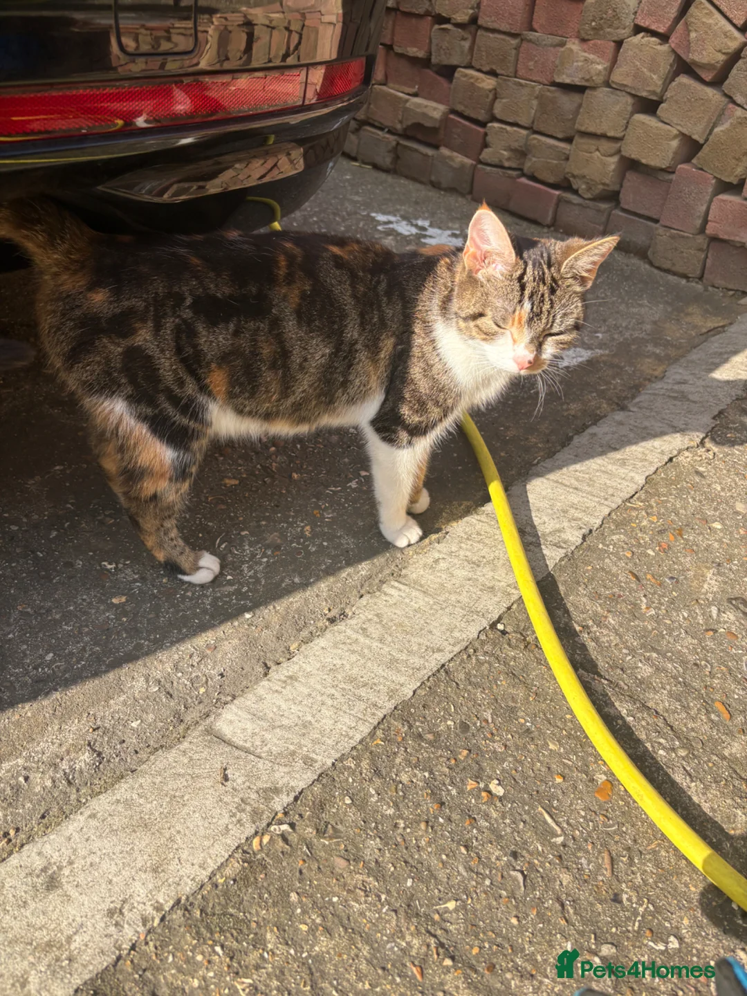 Mixed Breed cats for sale: 5 lovely kittens for sale - Advert 1