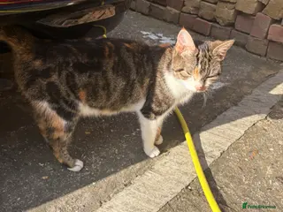 Mixed Breed cats 5 lovely kittens for sale - Advert 2