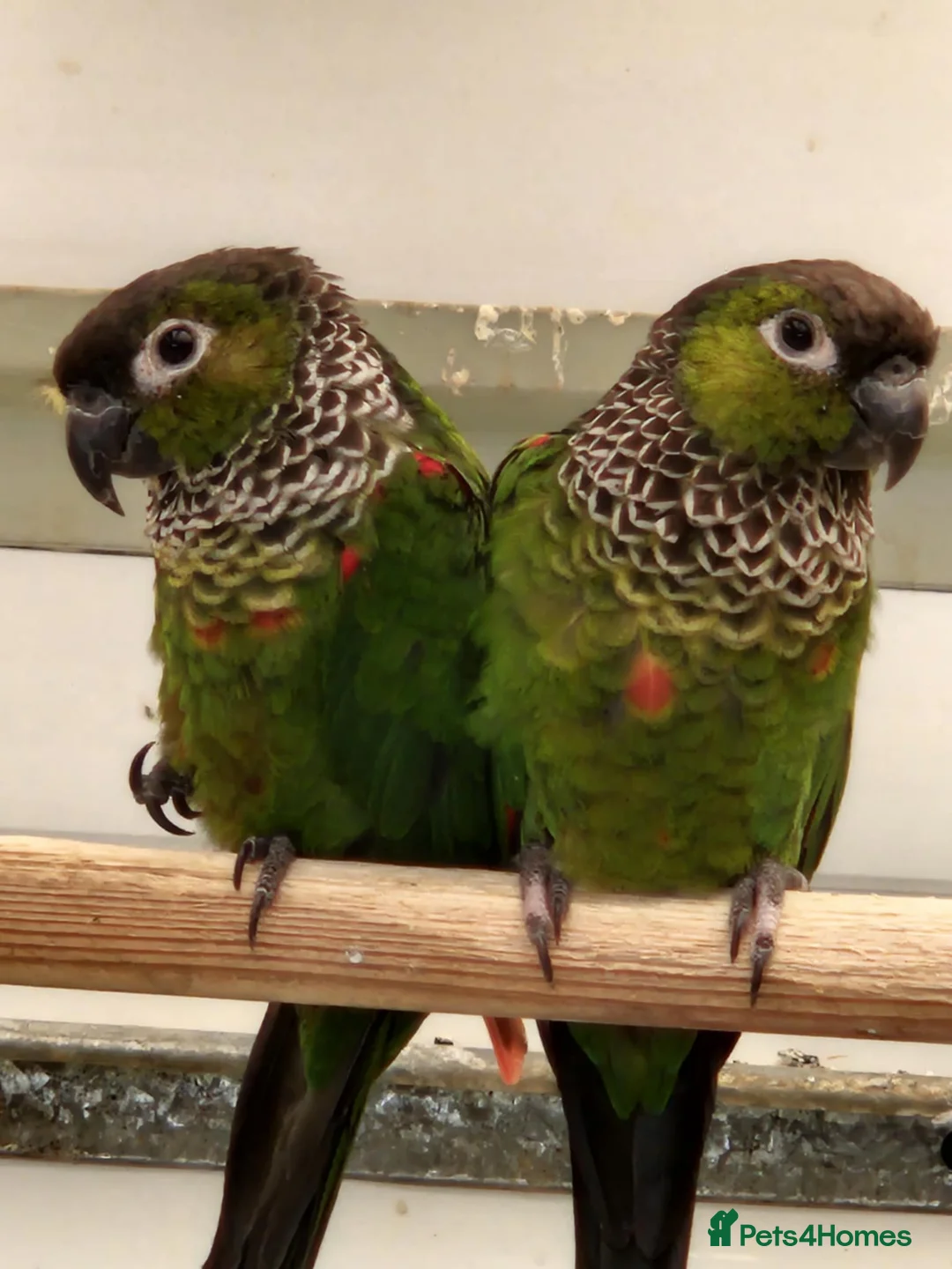 Mixed Breed birds for sale: Breeding pairs of Conures  - Advert 1