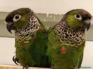 Mixed Breed birds Breeding pairs of Conures - Advert 1