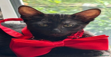 Mixed Breed cats - Advert 2