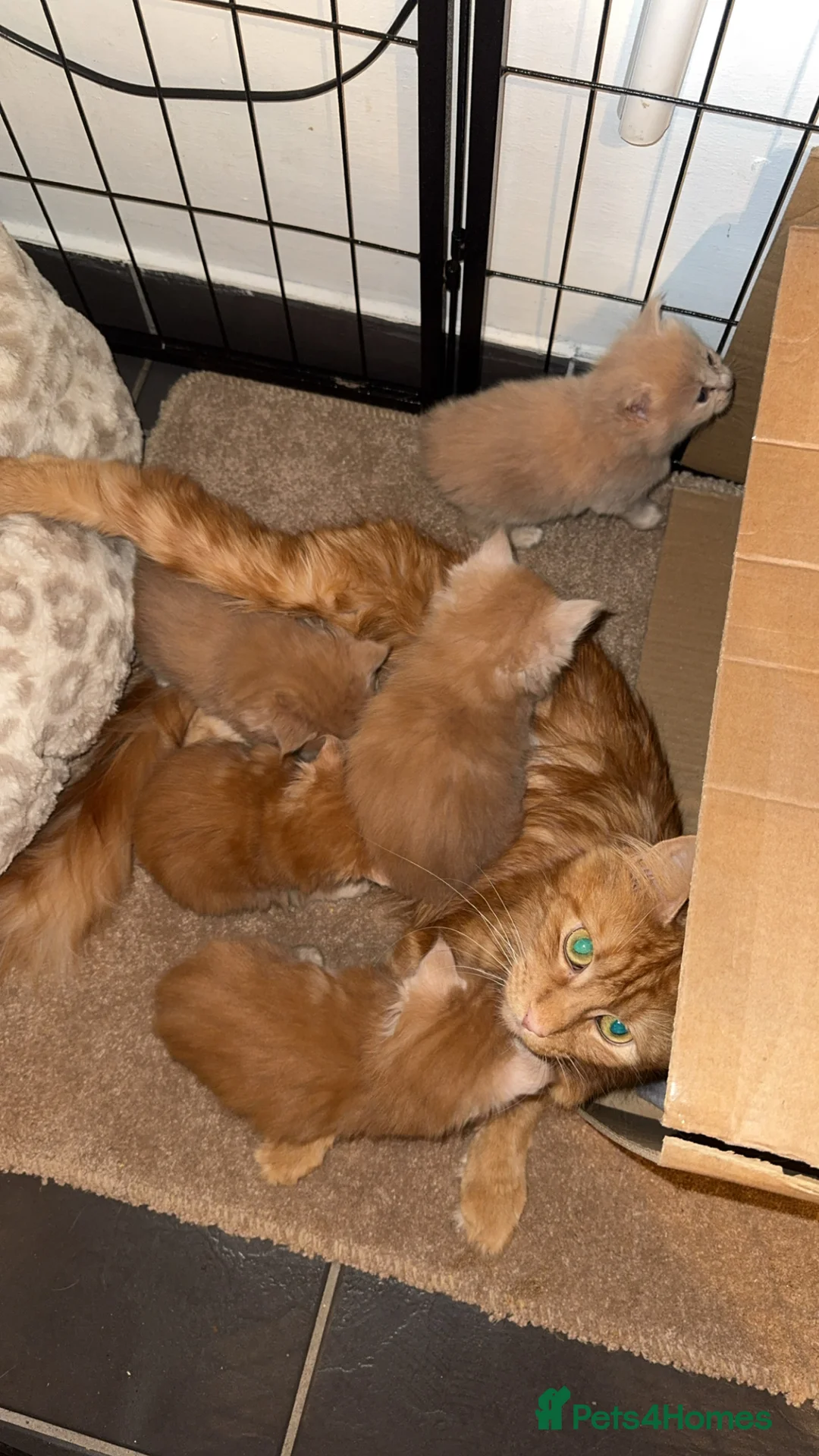 Maine Coon cats for sale: Maincoon kittens  - Advert 1