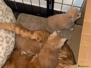 Maine Coon cats Maincoon kittens - Advert 1