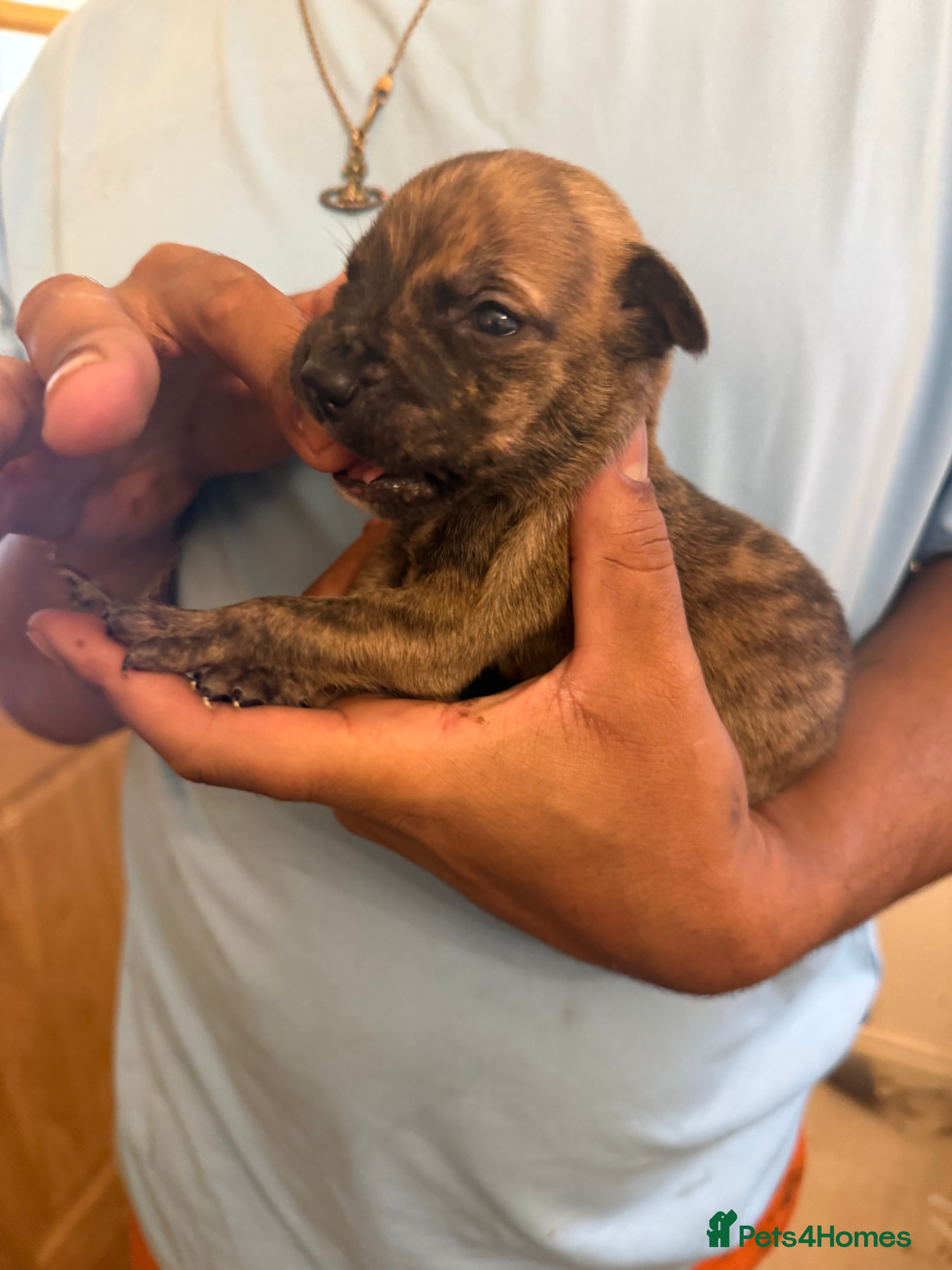 Mixed Breed dogs American bully pups ready NOW!!!!!! - Advert 11