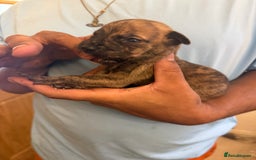 Mixed Breed dogs for sale: American bully cross - Image 4