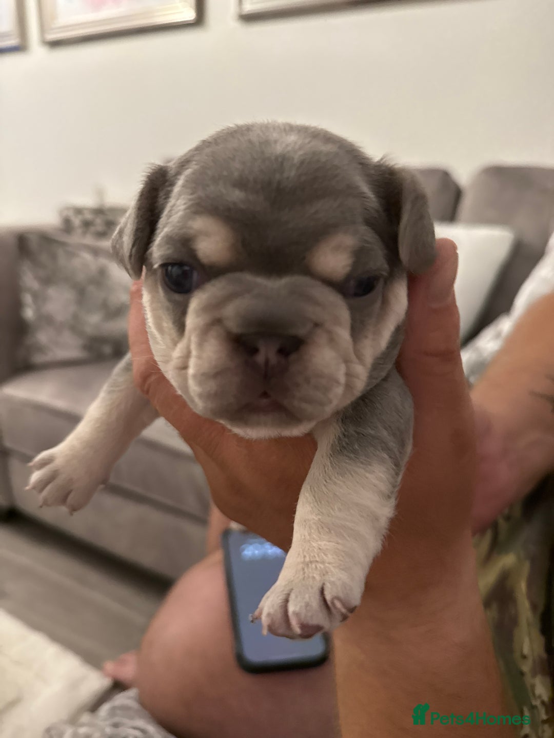 French Bulldog dogs for sale: French Bulldogs - Image 10