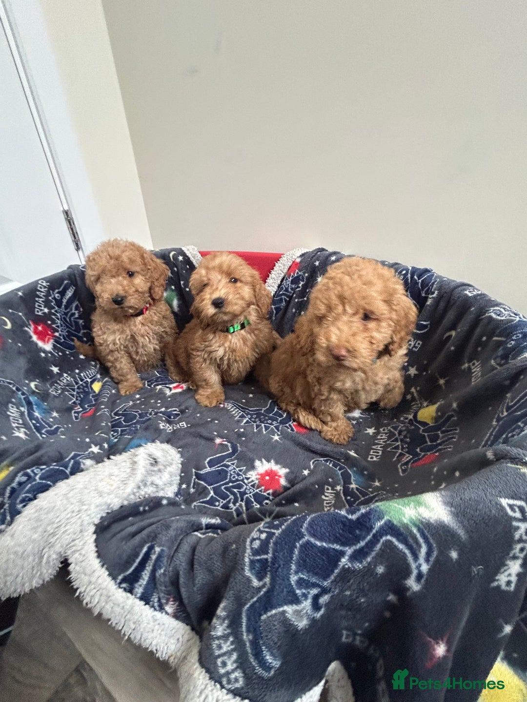 Cockapoo dogs for sale: 9 weeks old Cockapoo puppies  - Image 6