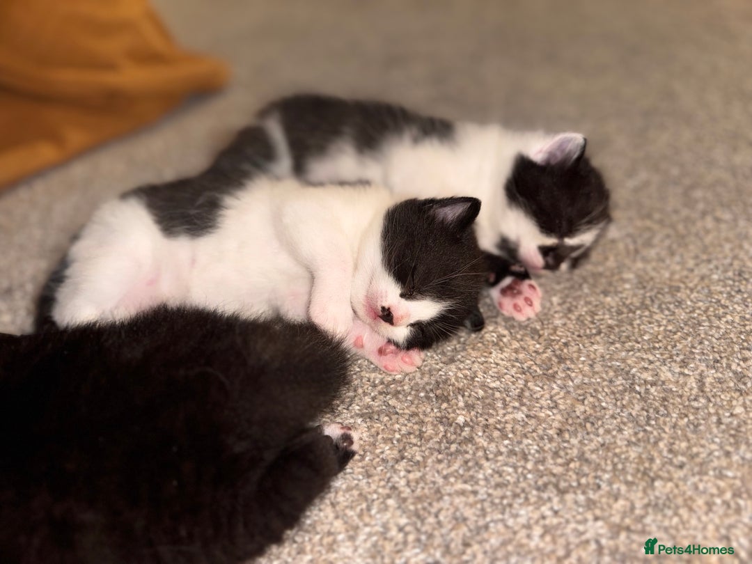 Mixed Breed cats for sale: 🐾 Half British Shorthair Kittens Available! 🐾 - Image 23