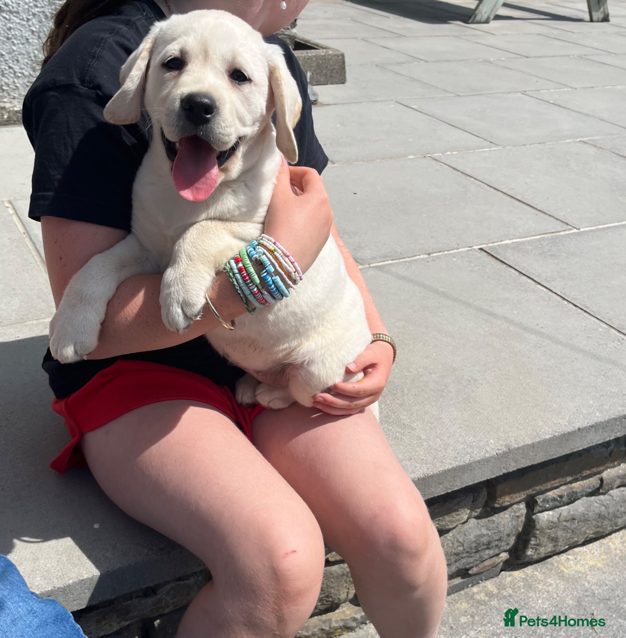 Labrador Retriever dogs Chunky Health tested KC reg white Labrador 🐶  - Advert 2