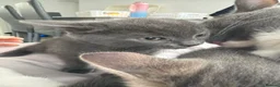 Mixed Breed cats for sale: 6 beautiful Persian Russian Blue mix tabby kittens - Advert 19