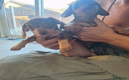 Dachshund dogs for sale: 5 dachshund puppies - Image 23
