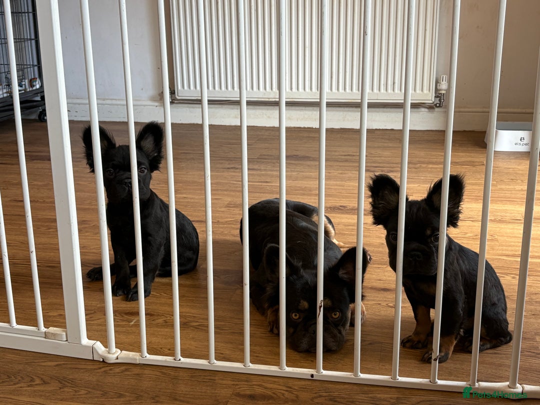French Bulldog dogs for sale: Beautiful frenchbulldog for sale!!!  - Image 3