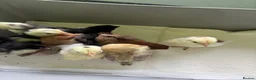 Chickens poultry for sale: Worlds smallest Chickens Seramas - Advert 3