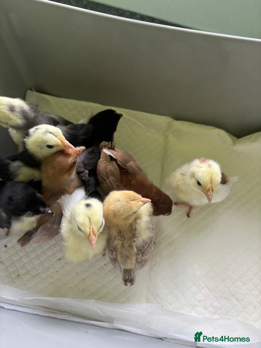 Chickens poultry for sale: Worlds smallest Chickens Seramas - Advert 3