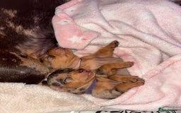 Miniature Dachshund dogs for sale: Miniature dachshund puppies  - Image 6