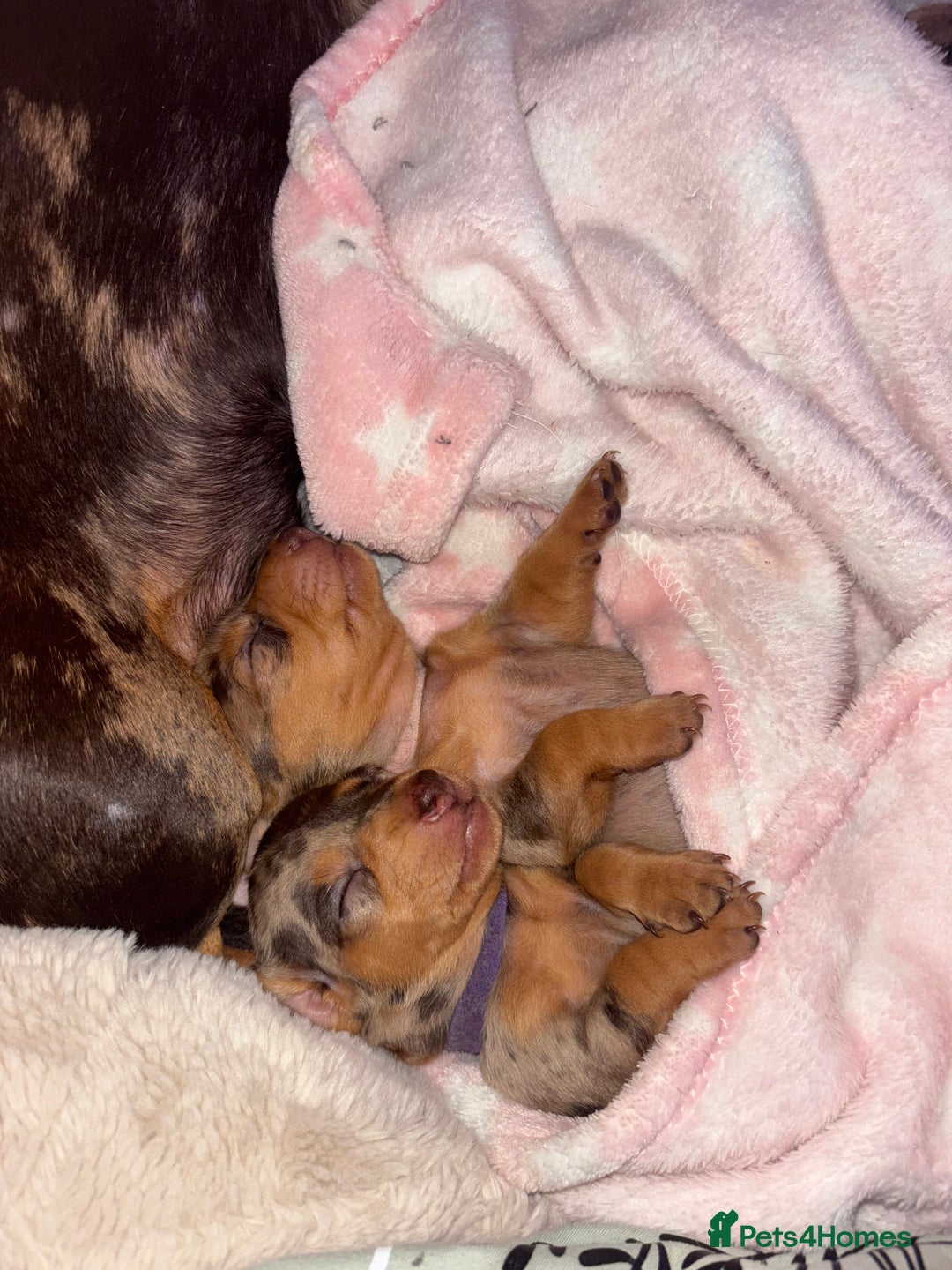 Miniature Dachshund dogs for sale: Miniature dachshund puppies  - Image 6