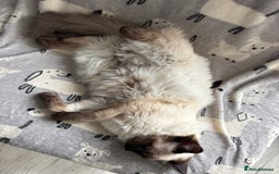 Ragdoll cats for sale: 5 beautiful Ragdoll kittens- 6 months old - Image 12