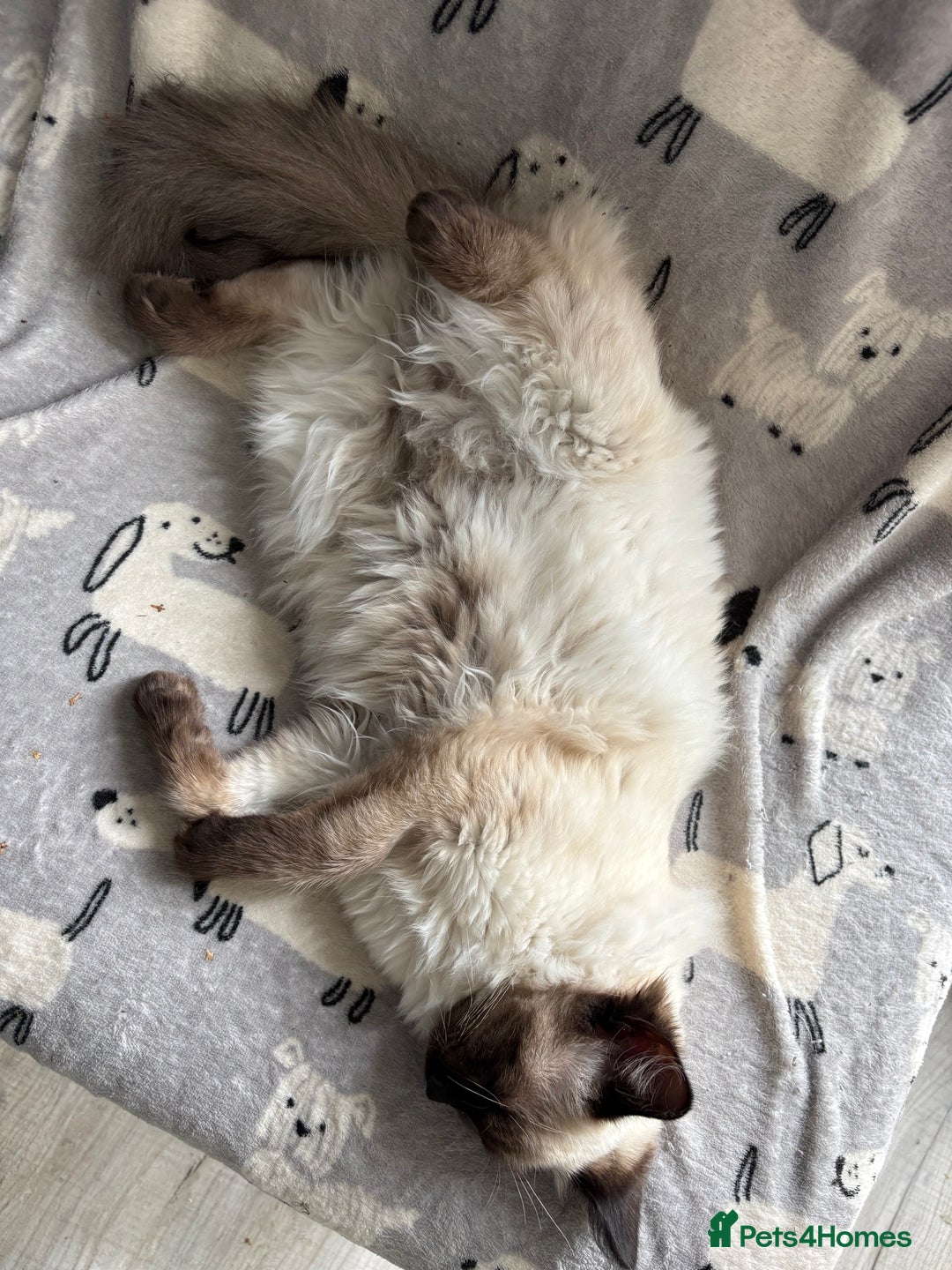 Ragdoll cats for sale: 5 beautiful Ragdoll kittens- 6 months old - Image 12