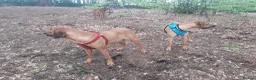 Rhodesian Ridgeback dogs for sale: 🦁RHODESIAN RIDGEBACKS PUPPIES🦁  - Advert 23