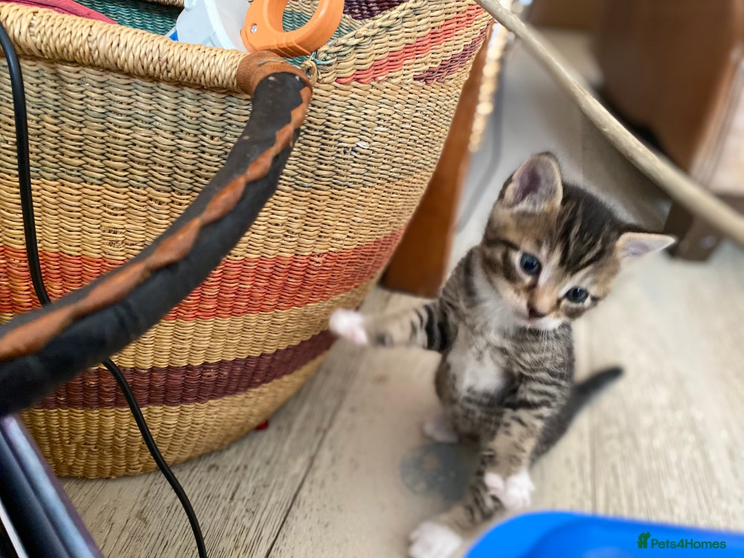 Mixed Breed cats for sale: Four beautiful little kittens - Image 21