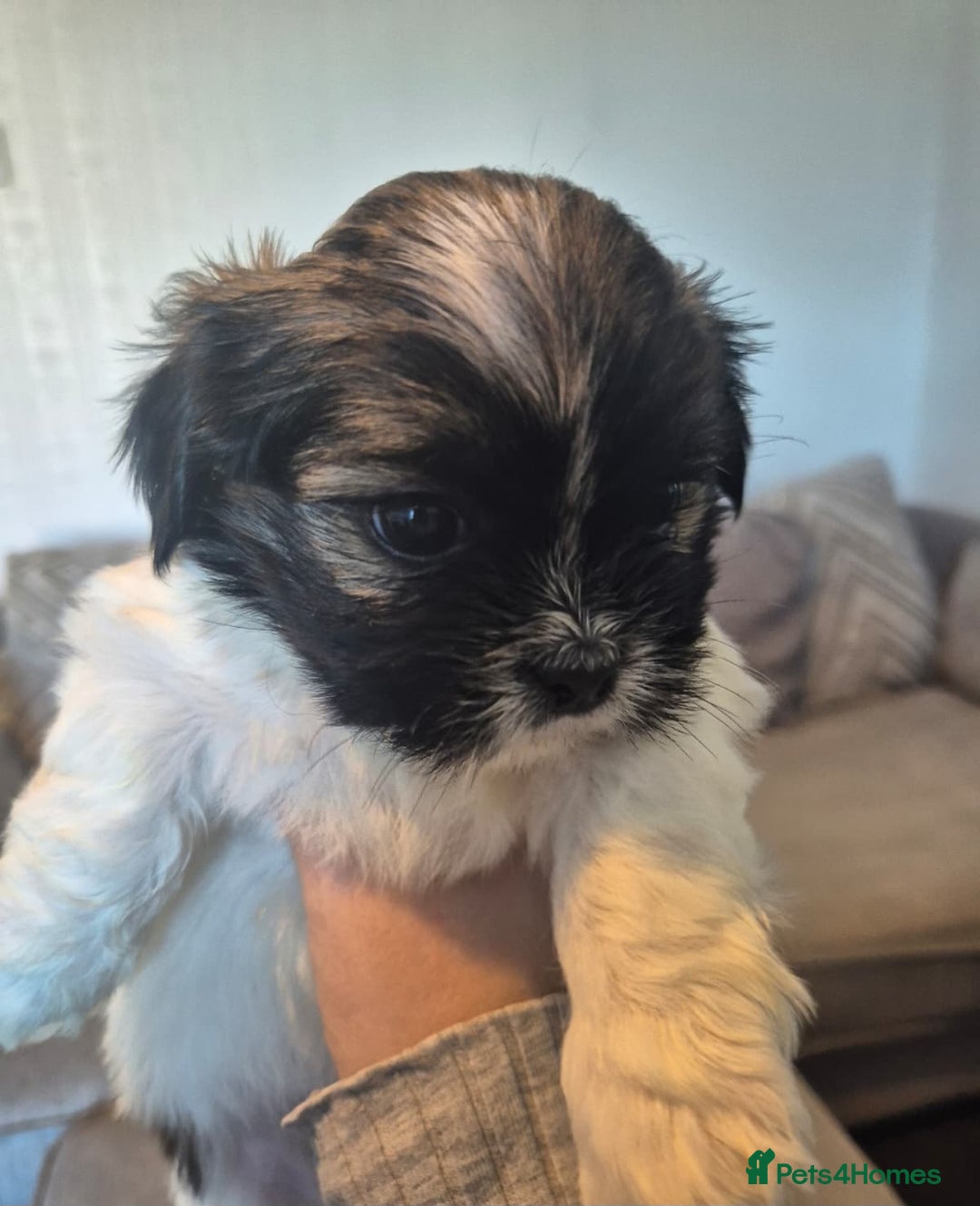 Lhasa Apso dogs for sale: Lhaso Apso Puppies  - Image 4