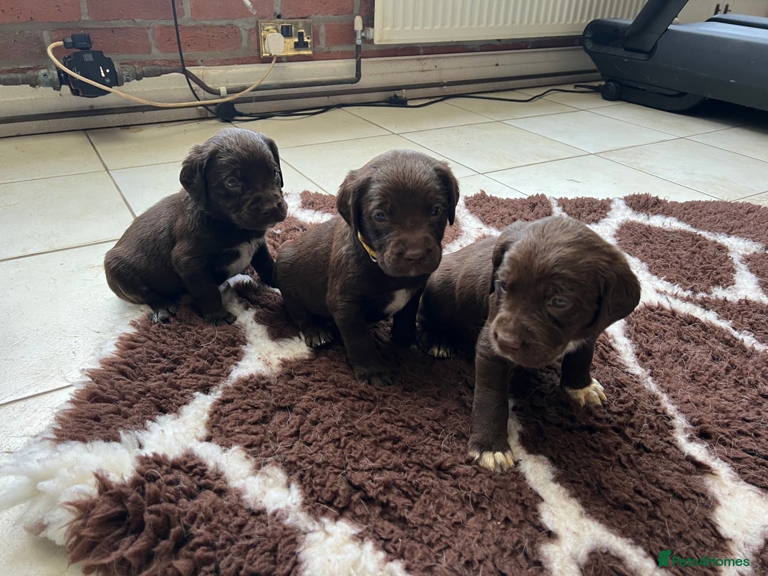 Springador dogs for sale: Quality Springadors: Health Tested, Working Lines - Advert 2