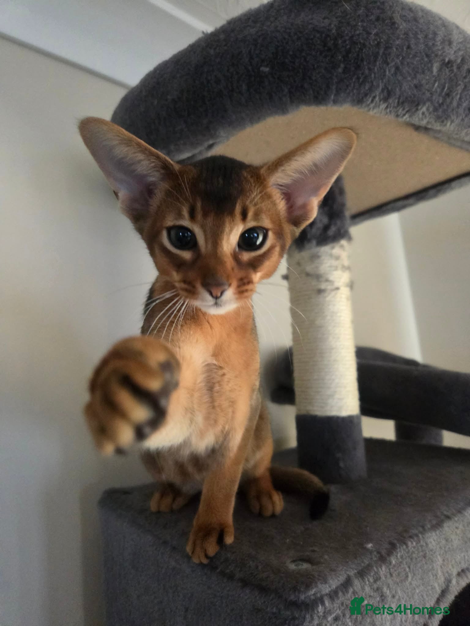 Abyssinian cats One boy left ⭐️⭐️Pure Abyssinian kittens ⭐️⭐️ - Advert 1