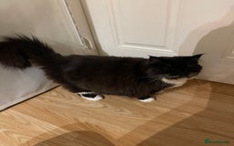 British Longhair cats for sale: 4 year old blind stick needs a new home - Advert 4