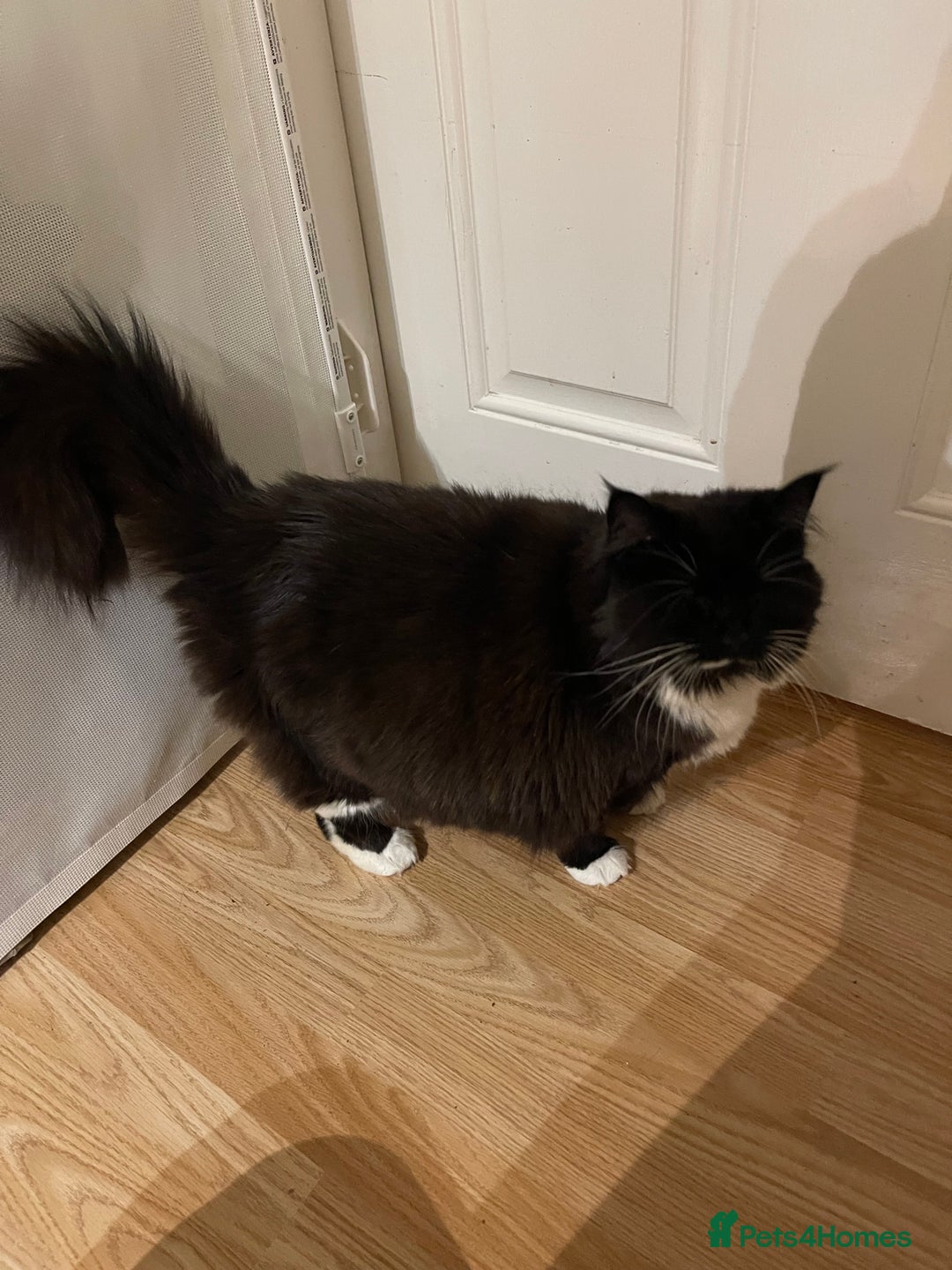 British Longhair cats for sale: 4 year old blind stick needs a new home - Advert 4