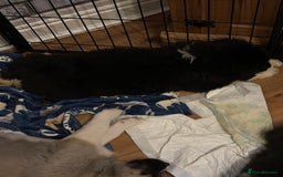 Akita dogs for sale:  ⭐ READY NOW adorable chunky A/AKITAS - Image 24
