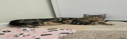 Savannah cats for sale: Savanna cat 7months in Saint Leonards-on-sea - Advert 3
