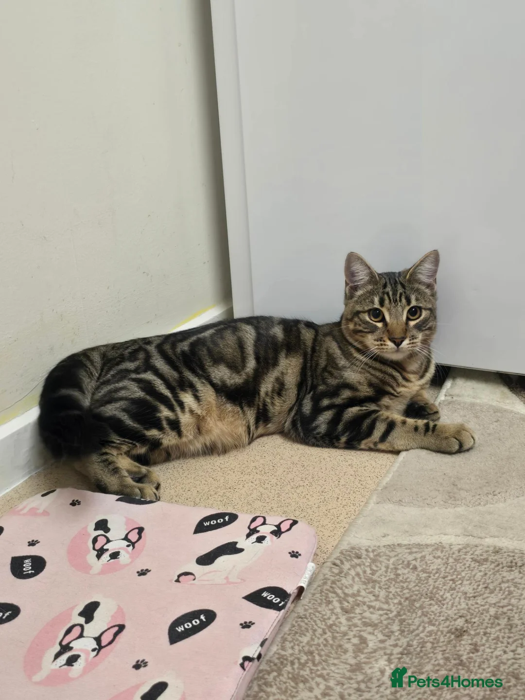 Savannah cats for sale: Savanna cat 7months in Saint Leonards-on-sea - Advert 3