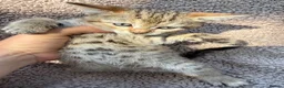 Bengal cats for sale: Bengal cross kittens  - Advert 1