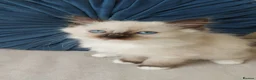 Ragdoll cats for sale: STUNNING Ragamese Kittens Ready to Leave - Advert 17
