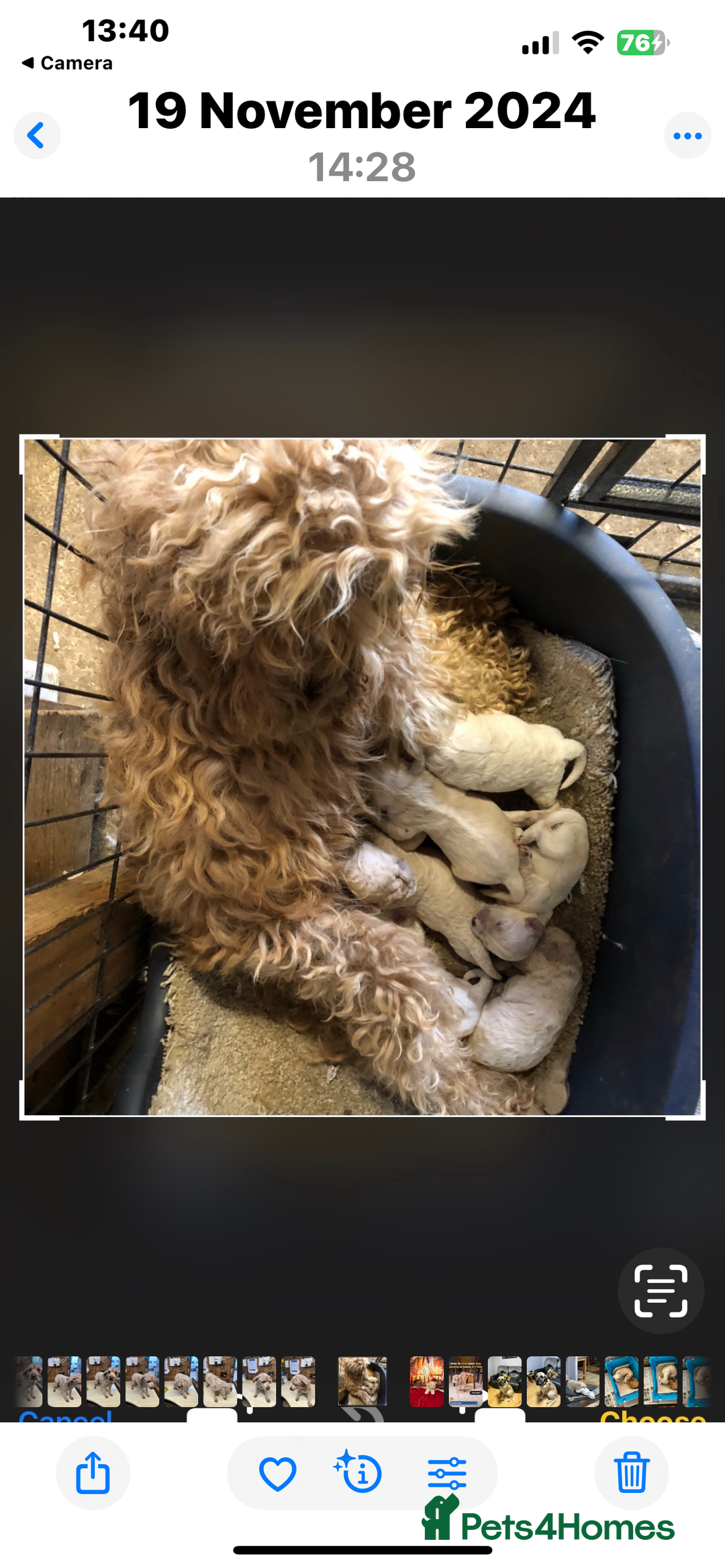 Cockapoo dogs for sale: YANKYDOODLES(COCKERPOOS) - Image 9