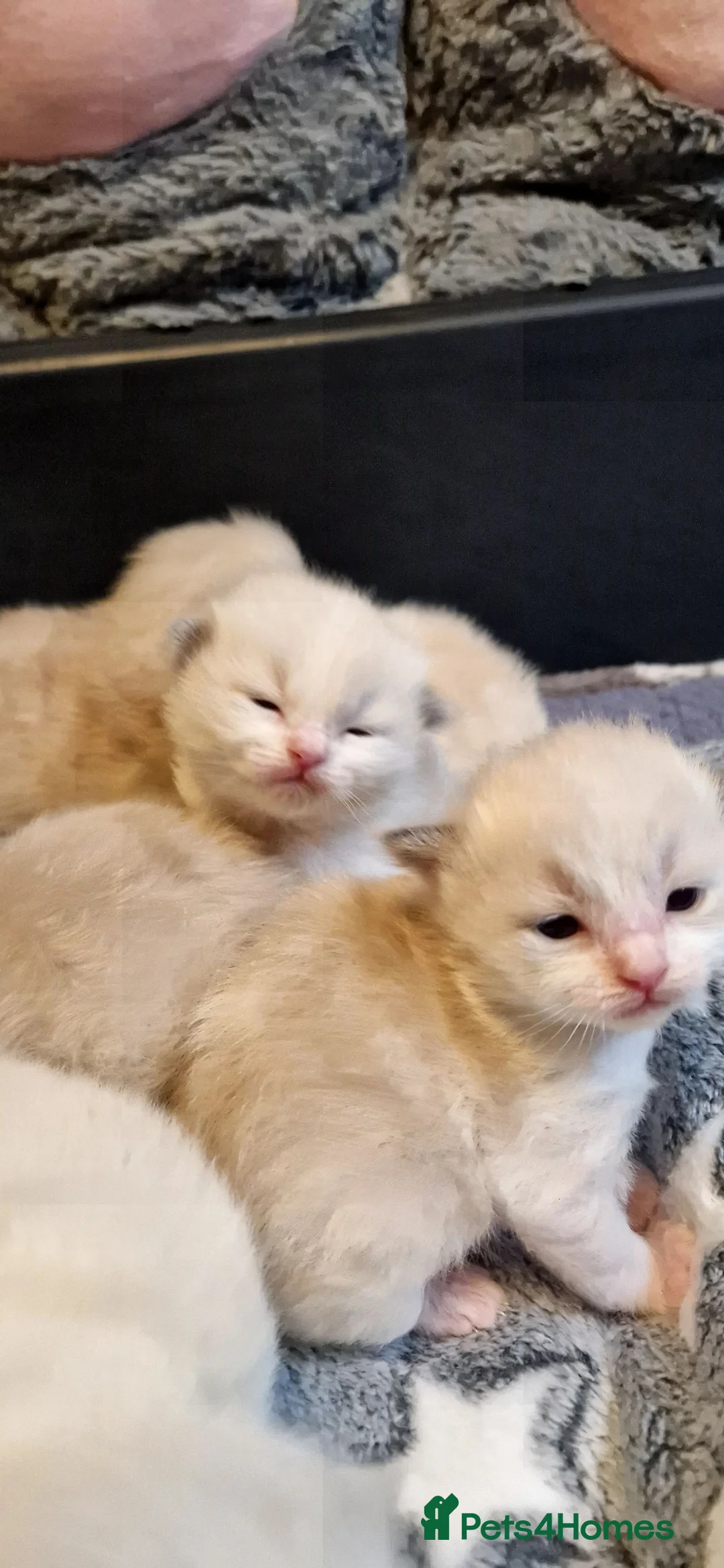 Ragdoll cats for stud: *stud*Gccf & tica entire active bluepoint ragdoll in Oldham - Advert 29