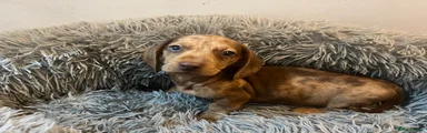 Miniature Dachshund Puppy 1