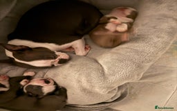 Boston Terrier dogs for sale: Boston terrier puppies  - Image 2