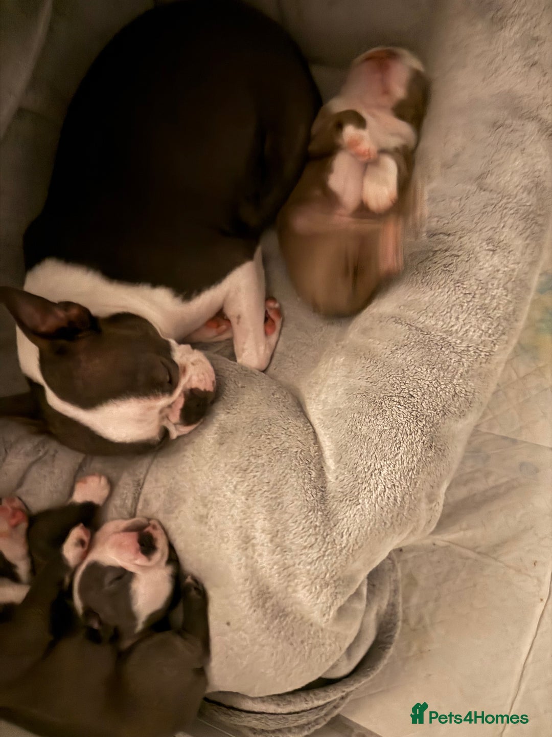 Boston Terrier dogs for sale: Boston terrier puppies  - Image 2