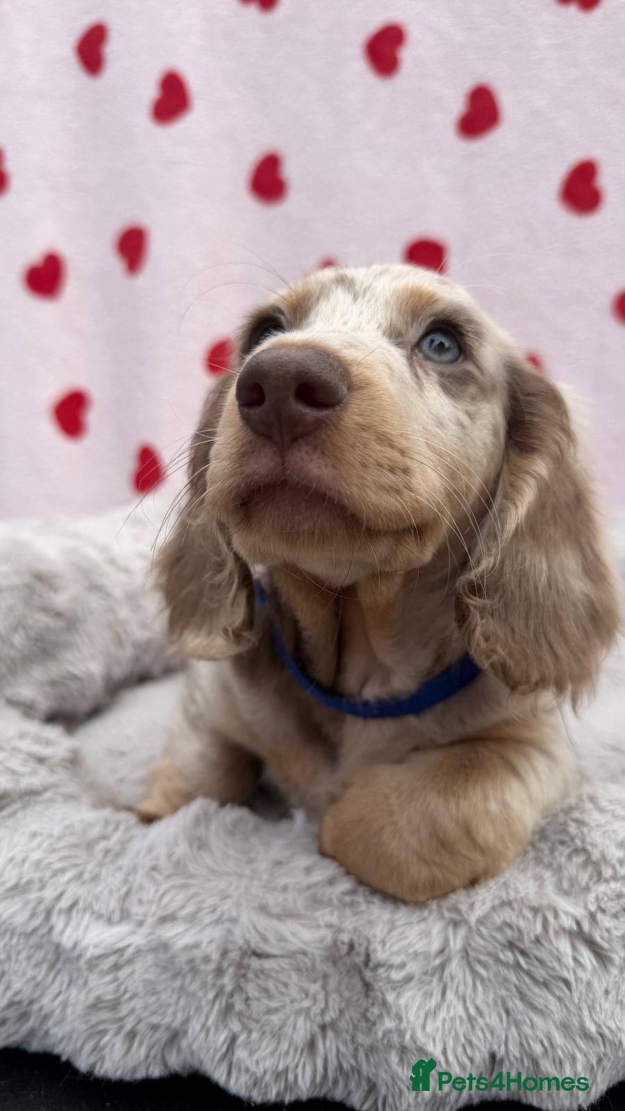 Miniature Dachshund dogs Miniature dachshund - KC registered  - Advert 1