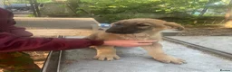German Shepherd dogs for sale: GERMAN SHEPHERD PUPS - Advert 14