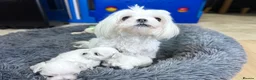 Maltese dogs for sale: Exceptional quality KC reg tiny Maltese  - Advert 2