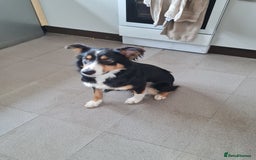 Border Collie dogs for sale: 18 mth old girl - Image 1