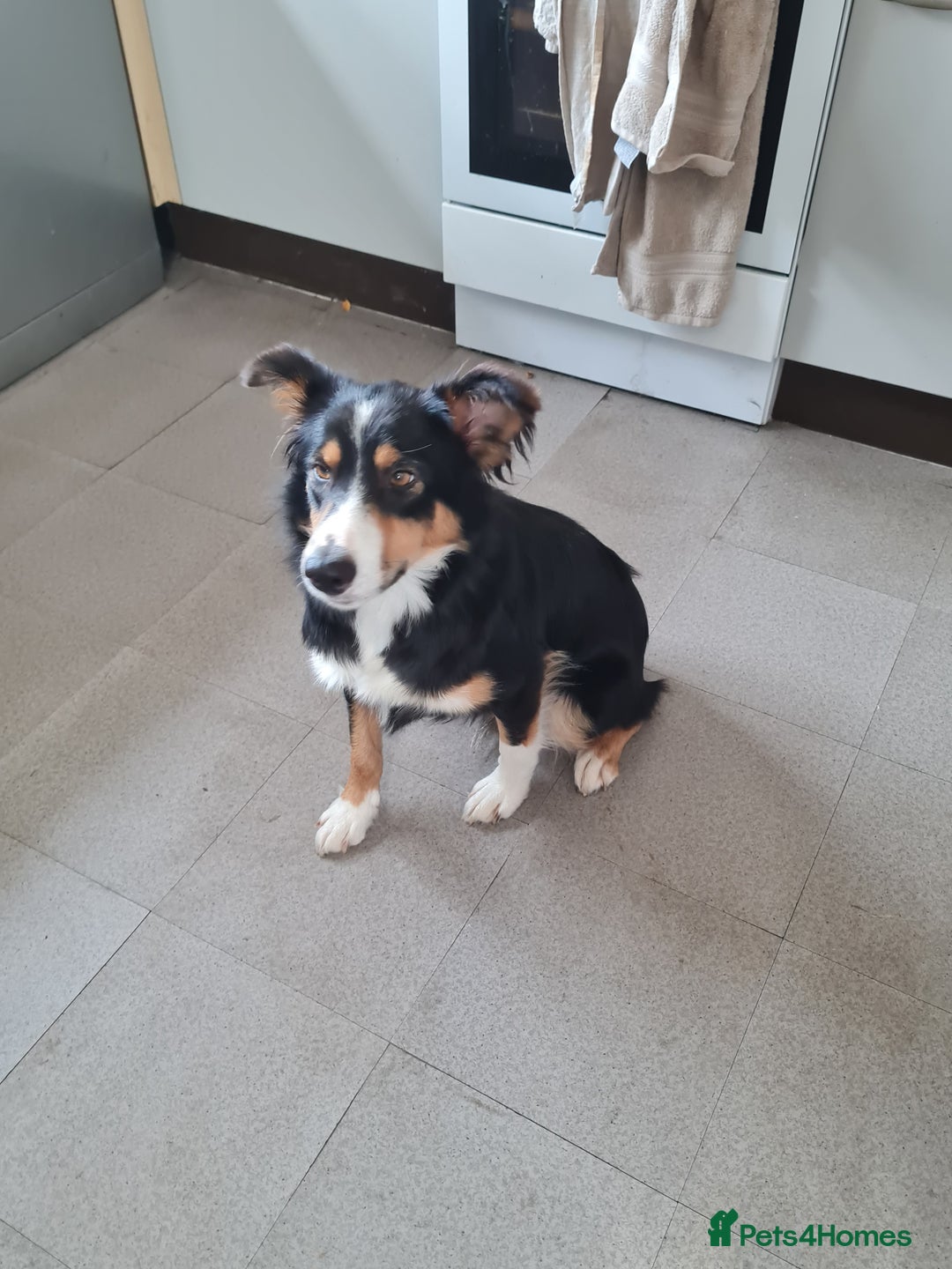 Border Collie dogs for sale: 18 mth old girl - Image 1
